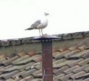 A seagull rests on the Vatican chimney.
