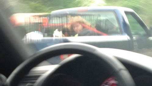 Girl in cage in pickup truck