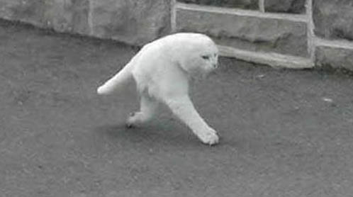 Two legged cat appears on Google Street View.