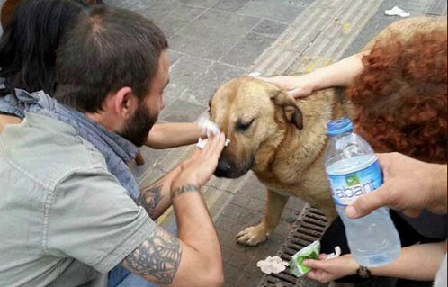 dog suffers from tear gas injury