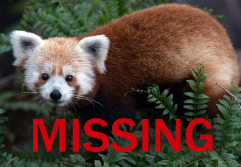 Red Panda National Zoo missing