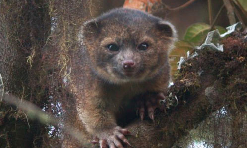 Introducing the Olinguito