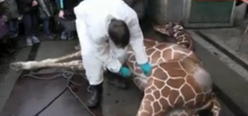 Baby giraffe killed in Copenhagen zoo