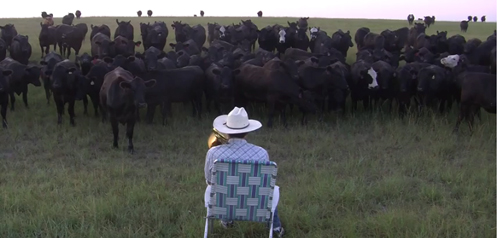 Farmer plays Royals for cows on trombone